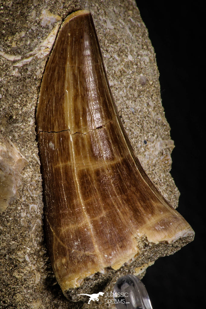 06808 - Top Rare 1.87 Inch Tylosaurus sp (Mosasaur) Tooth on Matrix Late Cretaceous