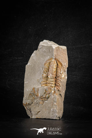 88499 - Nicely Preserved HAMATOLENUS VINCENTI Middle Cambrian Trilobite