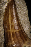 06808 - Top Rare 1.87 Inch Tylosaurus sp (Mosasaur) Tooth on Matrix Late Cretaceous