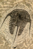 30866 - Nicely Preserved 1.39 Inch Cyphaspis (Otarion) cf. boutscharafinense Devonian Trilobite