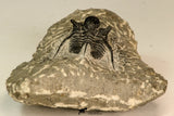 30866 - Nicely Preserved 1.39 Inch Cyphaspis (Otarion) cf. boutscharafinense Devonian Trilobite