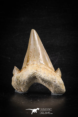 88463 - Top Huge OTODUS OBLIQUUS (mackerel shark) Tooth Paleocene