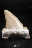 06044 - Strongly Serrated 1.36 Inch Palaeocarcharodon orientalis (Pygmy white Shark) Tooth