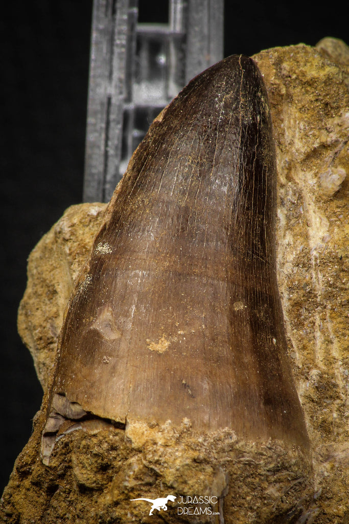 06809 - Top Rare 1.98 Inch Huge Prognathodon curii (Mosasaur) Tooth in Natural Matrix Late Cretaceous