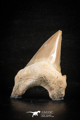 88464 - Top Huge OTODUS OBLIQUUS (mackerel shark) Tooth Paleocene