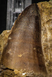 06809 - Top Rare 1.98 Inch Huge Prognathodon curii (Mosasaur) Tooth in Natural Matrix Late Cretaceous