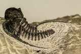 30866 - Nicely Preserved 1.39 Inch Cyphaspis (Otarion) cf. boutscharafinense Devonian Trilobite