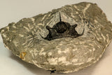 30866 - Nicely Preserved 1.39 Inch Cyphaspis (Otarion) cf. boutscharafinense Devonian Trilobite