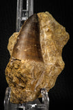 06809 - Top Rare 1.98 Inch Huge Prognathodon curii (Mosasaur) Tooth in Natural Matrix Late Cretaceous