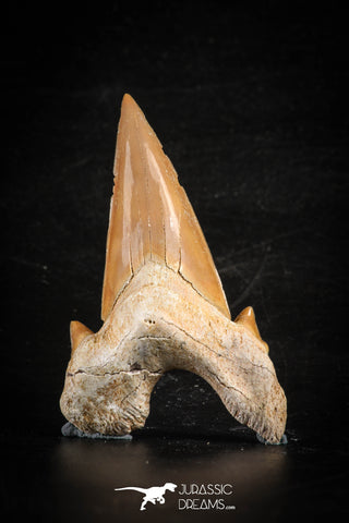 88465 - Top Huge OTODUS OBLIQUUS (mackerel shark) Tooth Paleocene