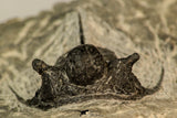 30866 - Nicely Preserved 1.39 Inch Cyphaspis (Otarion) cf. boutscharafinense Devonian Trilobite