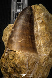 06809 - Top Rare 1.98 Inch Huge Prognathodon curii (Mosasaur) Tooth in Natural Matrix Late Cretaceous