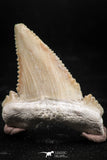 06044 - Strongly Serrated 1.36 Inch Palaeocarcharodon orientalis (Pygmy white Shark) Tooth