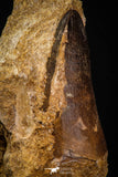 06809 - Top Rare 1.98 Inch Huge Prognathodon curii (Mosasaur) Tooth in Natural Matrix Late Cretaceous