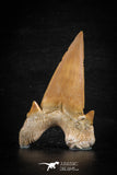 88465 - Top Huge OTODUS OBLIQUUS (mackerel shark) Tooth Paleocene