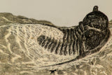 30866 - Nicely Preserved 1.39 Inch Cyphaspis (Otarion) cf. boutscharafinense Devonian Trilobite