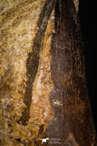 06809 - Top Rare 1.98 Inch Huge Prognathodon curii (Mosasaur) Tooth in Natural Matrix Late Cretaceous