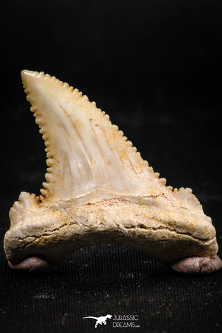 06045 - Nicely Preserved 1.31 Inch Serrated Palaeocarcharodon orientalis (Pygmy white Shark) Tooth