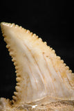 06045 - Nicely Preserved 1.31 Inch Serrated Palaeocarcharodon orientalis (Pygmy white Shark) Tooth