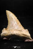 06045 - Nicely Preserved 1.31 Inch Serrated Palaeocarcharodon orientalis (Pygmy white Shark) Tooth