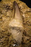 06810 - Top Huge Rooted 3.14 Inch Mosasaur (Prognathodon anceps) Tooth in Matrix