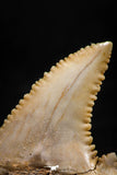 06045 - Nicely Preserved 1.31 Inch Serrated Palaeocarcharodon orientalis (Pygmy white Shark) Tooth