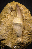 06810 - Top Huge Rooted 3.14 Inch Mosasaur (Prognathodon anceps) Tooth in Matrix