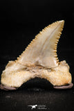 06045 - Nicely Preserved 1.31 Inch Serrated Palaeocarcharodon orientalis (Pygmy white Shark) Tooth
