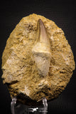 06810 - Top Huge Rooted 3.14 Inch Mosasaur (Prognathodon anceps) Tooth in Matrix