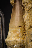 06810 - Top Huge Rooted 3.14 Inch Mosasaur (Prognathodon anceps) Tooth in Matrix