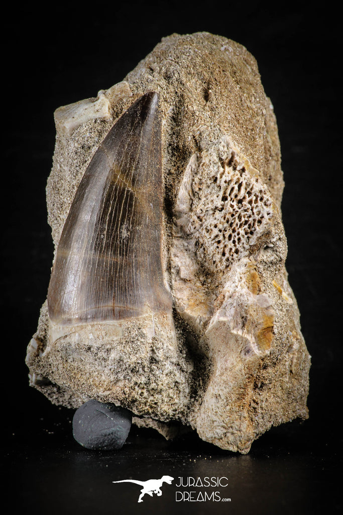 88781 - Top Beautiful 1.73 Inch Mosasaur (Prognathodon anceps) Tooth in Natural Matrix