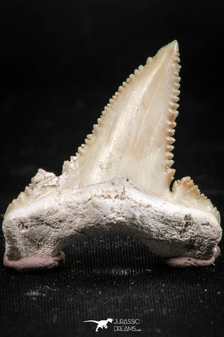 06046 - Nicely Preserved 1.55 Inch Serrated Palaeocarcharodon orientalis (Pygmy white Shark) Tooth