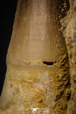 06810 - Top Huge Rooted 3.14 Inch Mosasaur (Prognathodon anceps) Tooth in Matrix