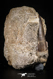 88781 - Top Beautiful 1.73 Inch Mosasaur (Prognathodon anceps) Tooth in Natural Matrix