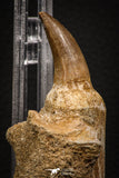 06811 - Well Preserved 2.89 Inch Eremiasaurus heterodontus (Mosasaur) Rooted Tooth