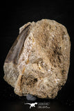 88781 - Top Beautiful 1.73 Inch Mosasaur (Prognathodon anceps) Tooth in Natural Matrix