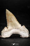 06046 - Nicely Preserved 1.55 Inch Serrated Palaeocarcharodon orientalis (Pygmy white Shark) Tooth