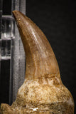 06811 - Well Preserved 2.89 Inch Eremiasaurus heterodontus (Mosasaur) Rooted Tooth