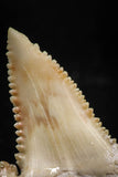 06046 - Nicely Preserved 1.55 Inch Serrated Palaeocarcharodon orientalis (Pygmy white Shark) Tooth