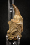 06811 - Well Preserved 2.89 Inch Eremiasaurus heterodontus (Mosasaur) Rooted Tooth