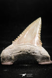 06047 - Nicely Preserved 1.41 Inch Serrated Palaeocarcharodon orientalis (Pygmy white Shark) Tooth