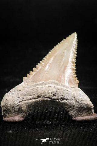 06047 - Nicely Preserved 1.41 Inch Serrated Palaeocarcharodon orientalis (Pygmy white Shark) Tooth