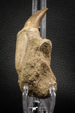 06811 - Well Preserved 2.89 Inch Eremiasaurus heterodontus (Mosasaur) Rooted Tooth