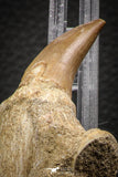 06811 - Well Preserved 2.89 Inch Eremiasaurus heterodontus (Mosasaur) Rooted Tooth