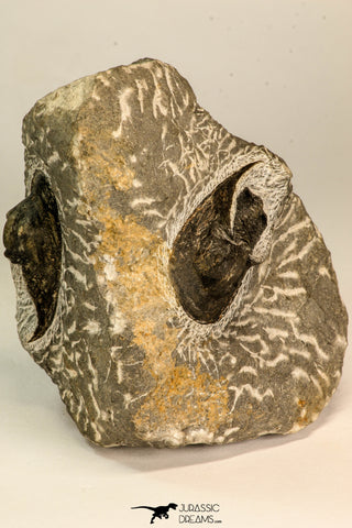 30868 - Top Beautiful Association of 2 Harpes perradiatus Lower Devonian Trilobite