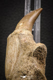 06811 - Well Preserved 2.89 Inch Eremiasaurus heterodontus (Mosasaur) Rooted Tooth