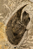 30868 - Top Beautiful Association of 2 Harpes perradiatus Lower Devonian Trilobite
