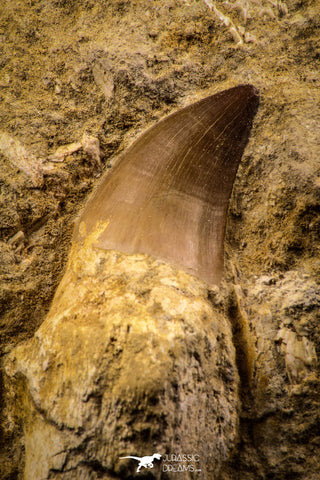 06812 - Top Huge Rooted 3.72 Inch Mosasaur (Prognathodon anceps) Tooth in Matrix