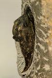 30868 - Top Beautiful Association of 2 Harpes perradiatus Lower Devonian Trilobite