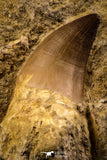 06812 - Top Huge Rooted 3.72 Inch Mosasaur (Prognathodon anceps) Tooth in Matrix